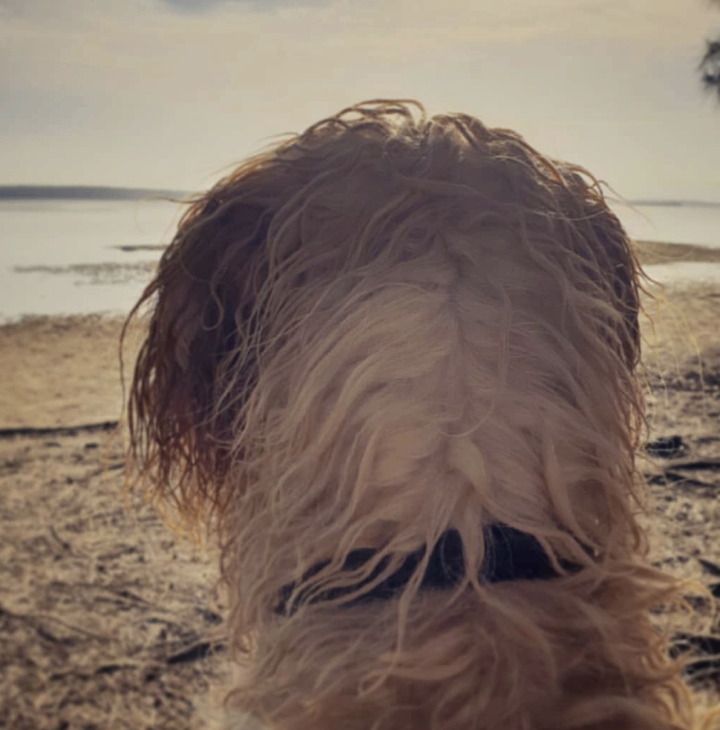 Dog enjoying the beach